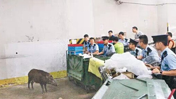 野豬近期頻繁現身香港街頭 警察忙暈頭